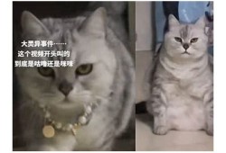 抖音热门猫咪视频：可爱猫咪搞笑瞬间合集，萌翻你的日常！