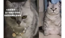 抖音热门猫咪视频：可爱猫咪搞笑瞬间合集，萌翻你的日常！
