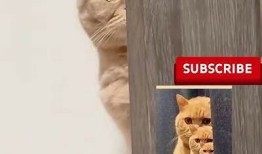 小花猫抖阴：揭秘可爱猫咪的趣味生活与行为特征