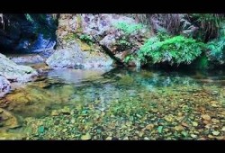探索抖阴野花视频：清新自然与真实美景的完美结合