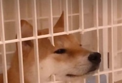 抖阴苹果版本下载安装教程：简单步骤轻松获取