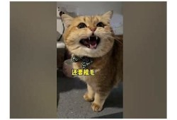 快猫抖阴是什么意思？揭秘这个词背后的真实含义与使用场景
