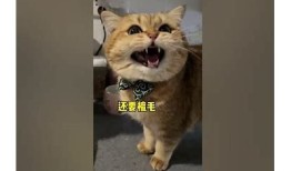 快猫抖阴是什么意思？揭秘这个词背后的真实含义与使用场景