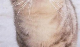抖阴新乐园猫咪：可爱猫咪视频集锦，陪你欢度每一个快乐时光