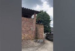 兔宝宝抖阴：探索兔兔的搞笑视频与精彩瞬间