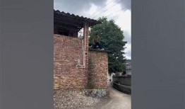 兔宝宝抖阴：探索兔兔的搞笑视频与精彩瞬间