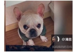 猫咪抖阴合集：萌宠瞬间与搞笑瞬间大揭秘