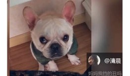 猫咪抖阴合集：萌宠瞬间与搞笑瞬间大揭秘