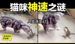 快猫与抖阴的优劣比较：哪个更适合你？