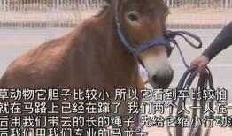 揭秘洛阳幸运草抖阴视频：真实案例与热门玩法详解