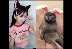小花猫的抖阴瞬间：萌宠搞笑视频合集