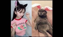 小花猫的抖阴瞬间：萌宠搞笑视频合集