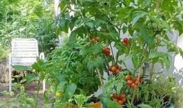 探秘番茄抖阴：如何高效提高效率与乐趣的完美结合