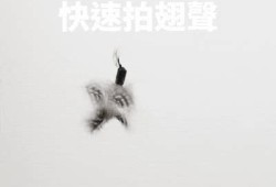 快猫记录：世界纪录下载GIF抖音，让你玩转无极限