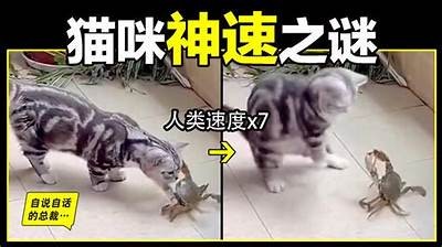 快猫与抖阴的优劣比较：哪个更适合你？