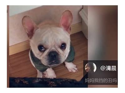 猫咪抖阴合集：萌宠瞬间与搞笑瞬间大揭秘