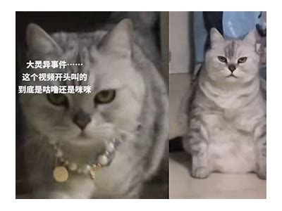 抖音热门猫咪视频：可爱猫咪搞笑瞬间合集，萌翻你的日常！