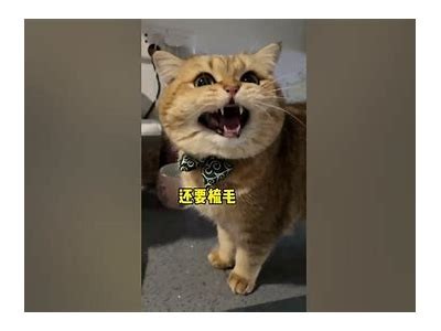 快猫抖阴是什么意思？揭秘这个词背后的真实含义与使用场景