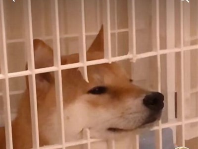 抖阴苹果版本下载安装教程：简单步骤轻松获取