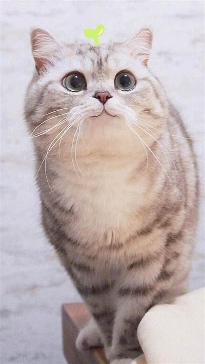 抖阴新乐园猫咪：可爱猫咪视频集锦，陪你欢度每一个快乐时光
