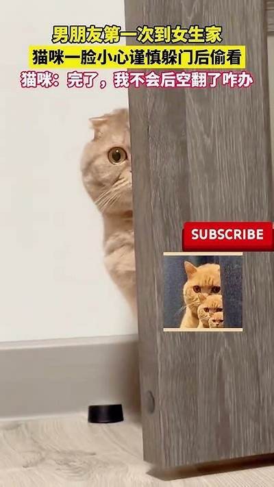 小花猫抖阴：揭秘可爱猫咪的趣味生活与行为特征