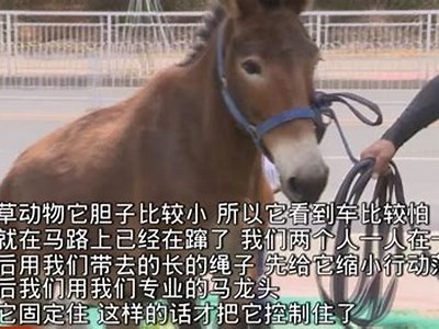 揭秘洛阳幸运草抖阴视频：真实案例与热门玩法详解